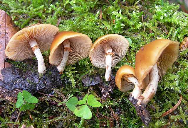 Galerina spec. Cod.DSCN 9149